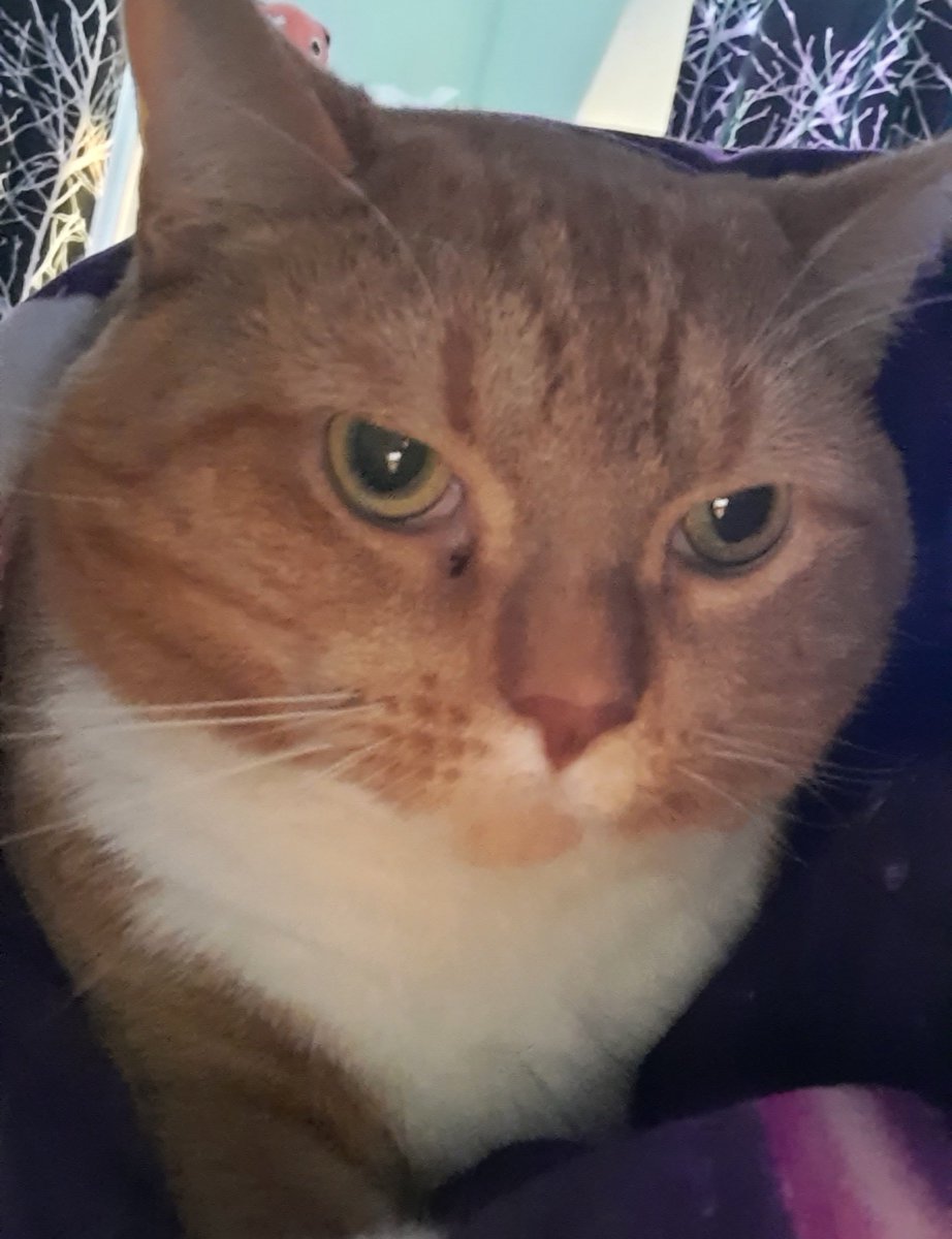 sylviethebun's tweet photo. Me with my baby..... I love him hes so stupid

#cat #kitty https://t.co/EPyXUMSiJS