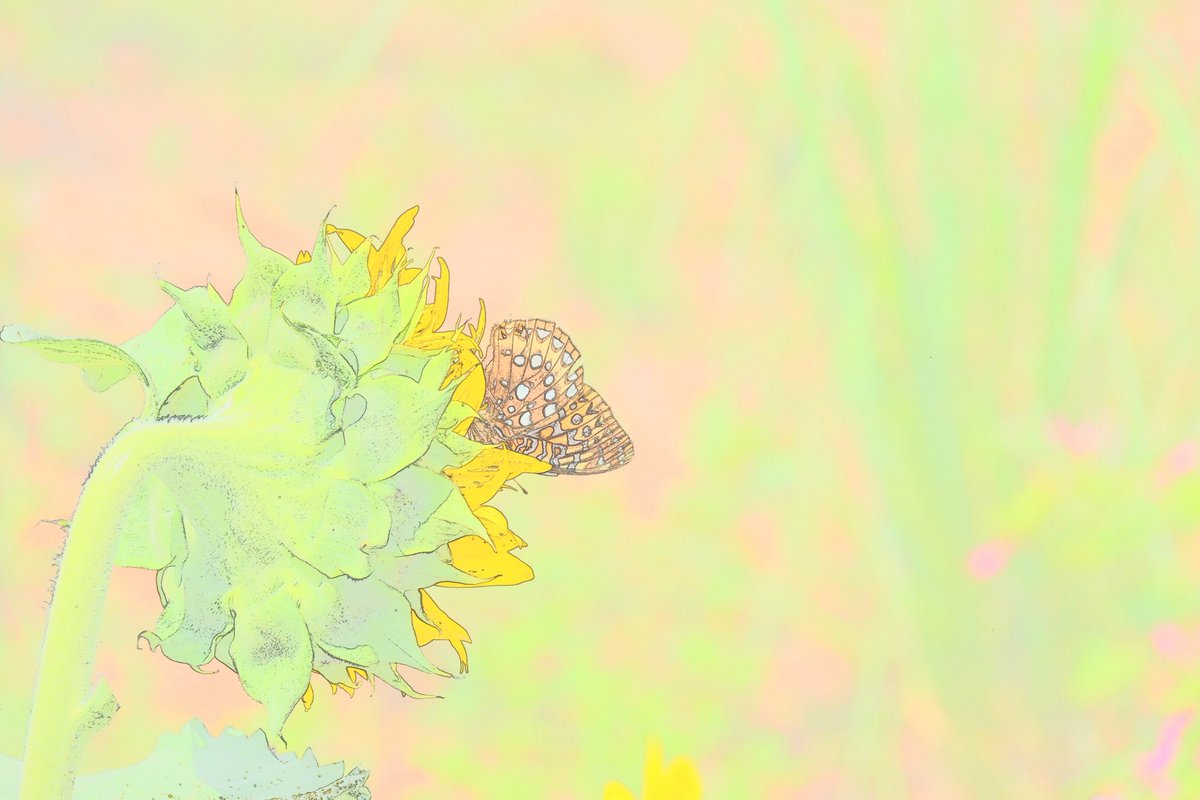 tryvannan's tweet photo. I was just admiring a butterfly on a sunflower 🌻 in my backyard when I realized I hadn’t checked the camera settings!

ChatGPT helped me recover the picture later. https://t.co/p3q8qKXPk1