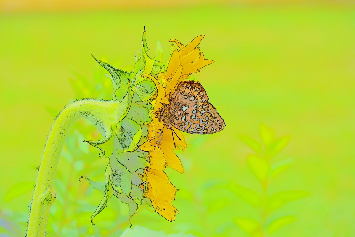 tryvannan's tweet photo. I was just admiring a butterfly on a sunflower 🌻 in my backyard when I realized I hadn’t checked the camera settings!

ChatGPT helped me recover the picture later. https://t.co/p3q8qKXPk1