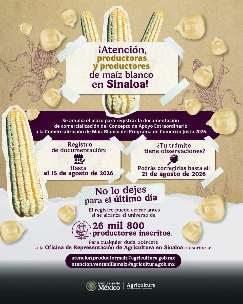 columbalopezg's tweet photo. ¡Que nadie se quede fuera!

Si son productoras o productores de maíz blanco en Sinaloa, todavía pueden registrarse en el Programa de Comercio Justo 2026, pues registro permanecerá abierto hasta el 15 de agosto y las observaciones podrán atenderse hasta el 21 de agosto.

#PrecioJusto #TransformandoElCampoMexicano

Más información ⬇