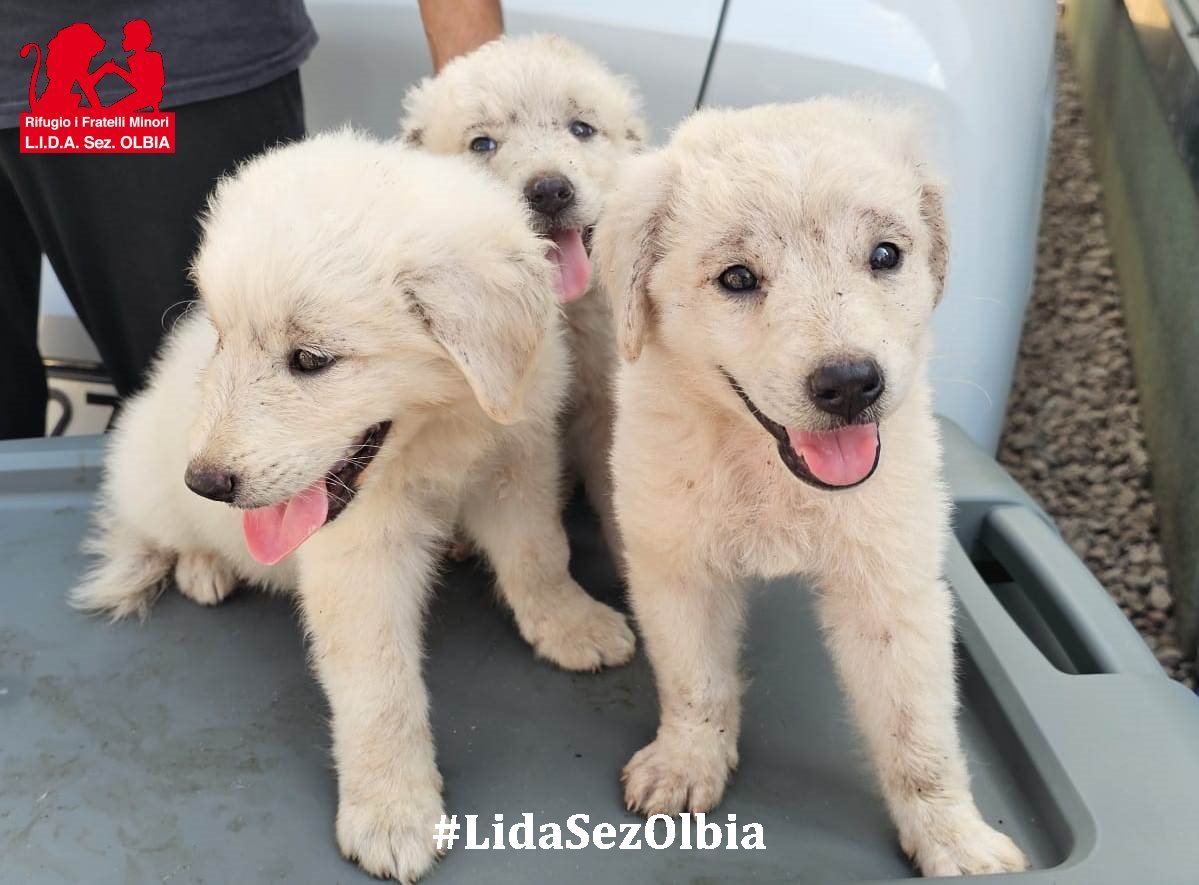 LidaSezOlbia tweet picture