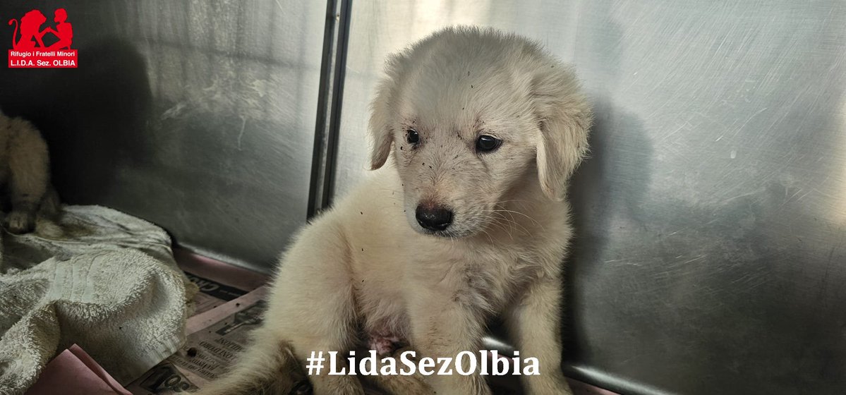 LidaSezOlbia tweet picture
