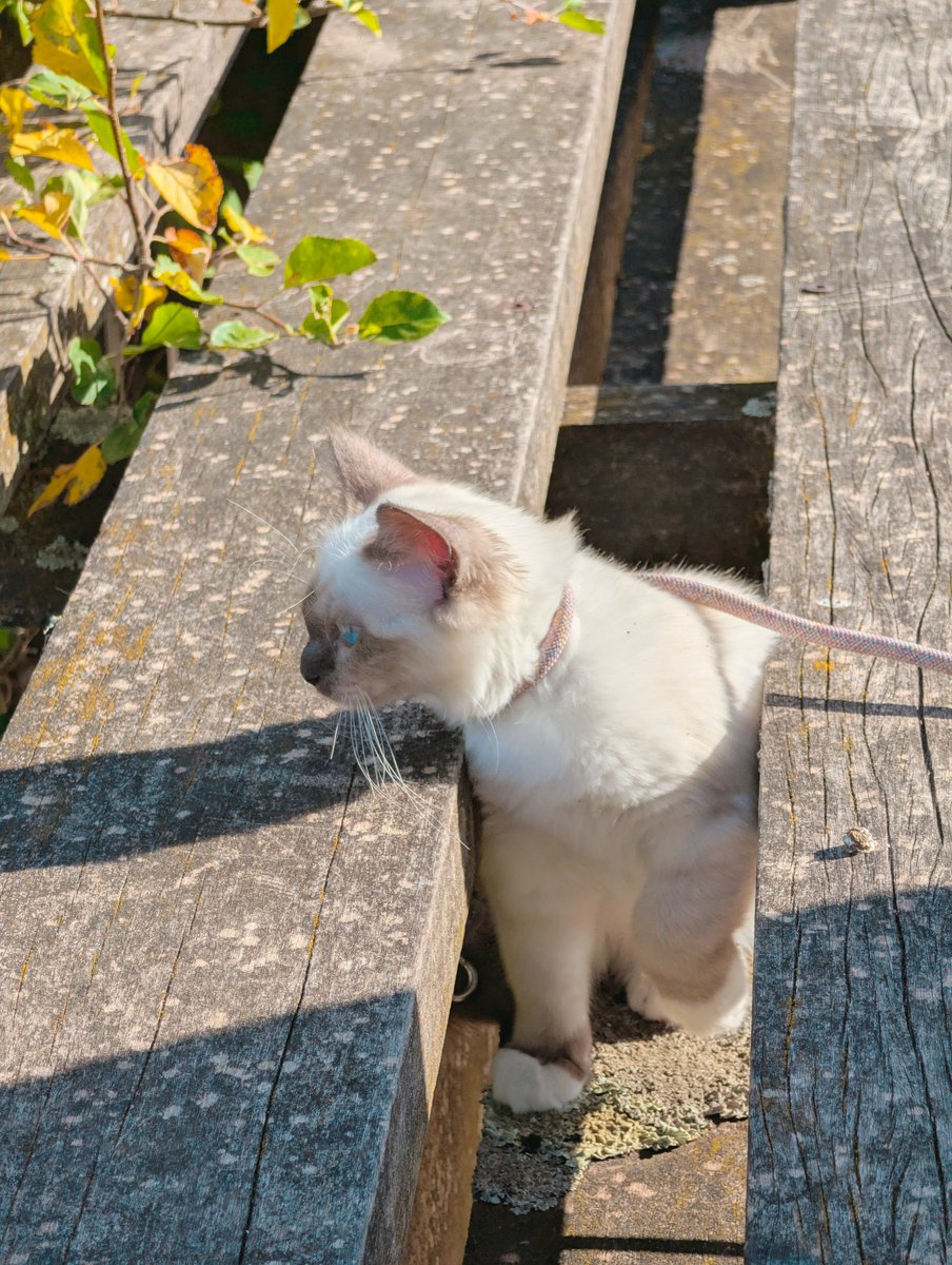 jadedCarthage's tweet photo. Getting used to walk with harness mission success https://t.co/1xCBDw32wa