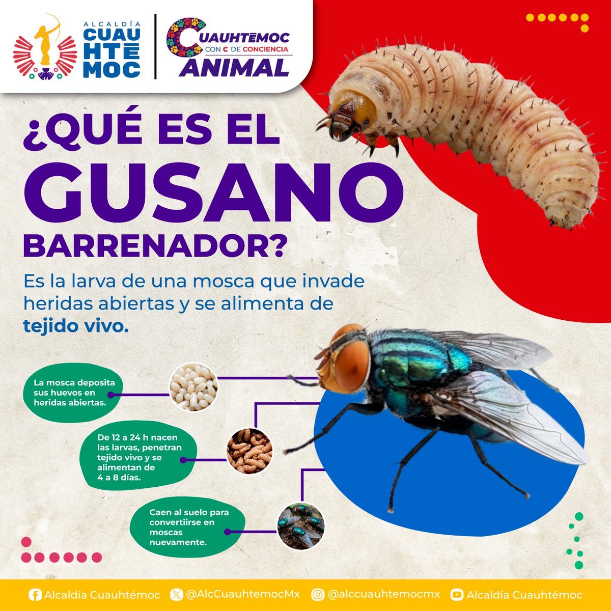 AlcCuauhtemocMx tweet picture