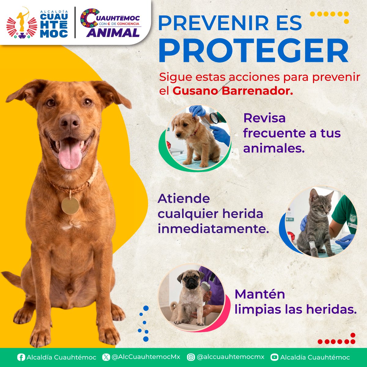 AlcCuauhtemocMx tweet picture