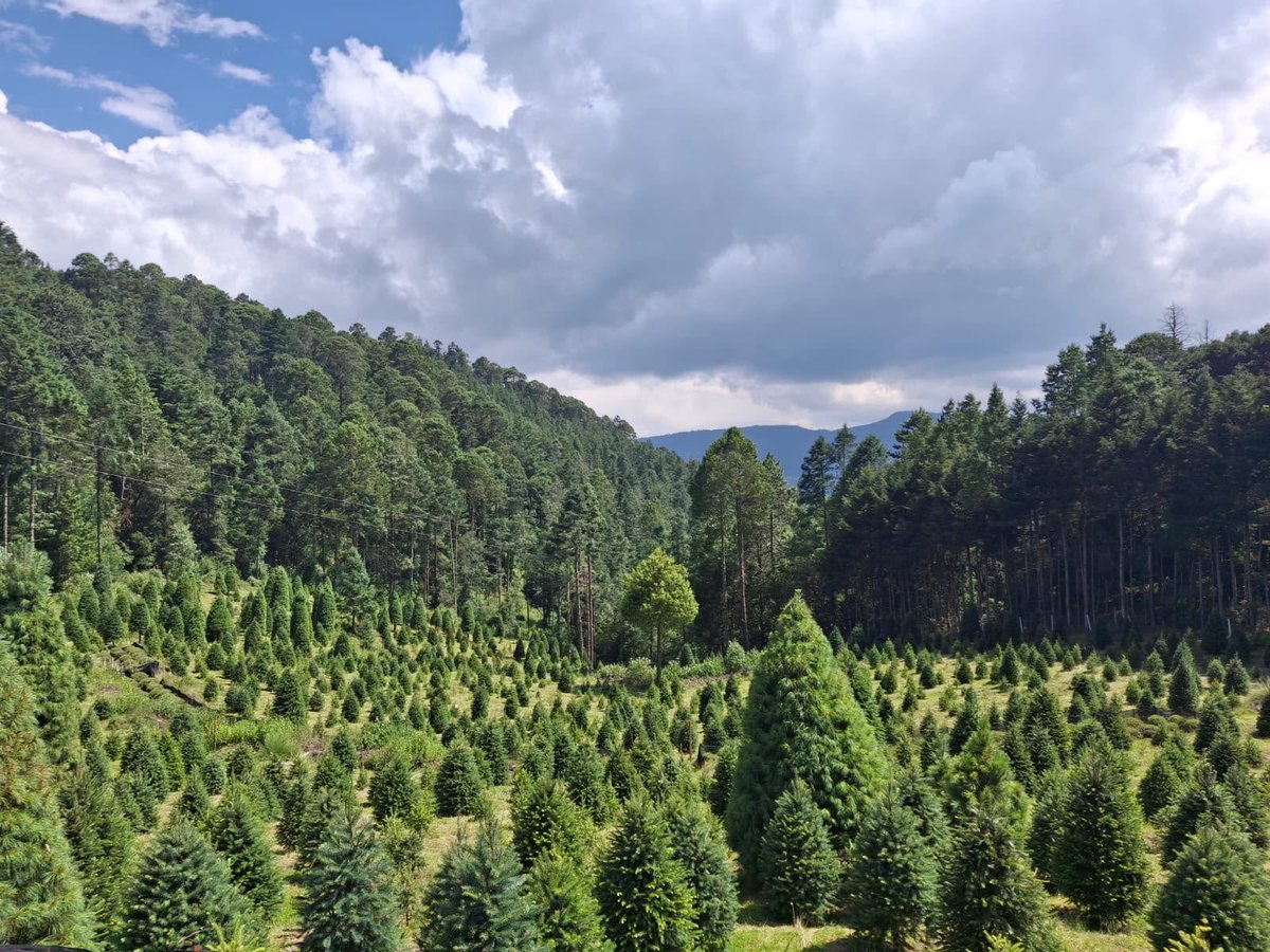 GSandovalSalas's tweet photo. En conjunto con personal de la Dirección General de Gestión Forestal y Suelos (DGGFSOE), Dirección General de Vida Silvestre (DGVS) y la Oficina de Representación de la @SEMARNAT_mx en #Puebla, se realizó un importante recorrido de supervisión en un predio del municipio de Aquixtla. Estar en territorio nos permite evaluar de cerca la riqueza natural de la región, dar seguimiento a los proyectos locales y garantizar una gestión ambiental sustentable.