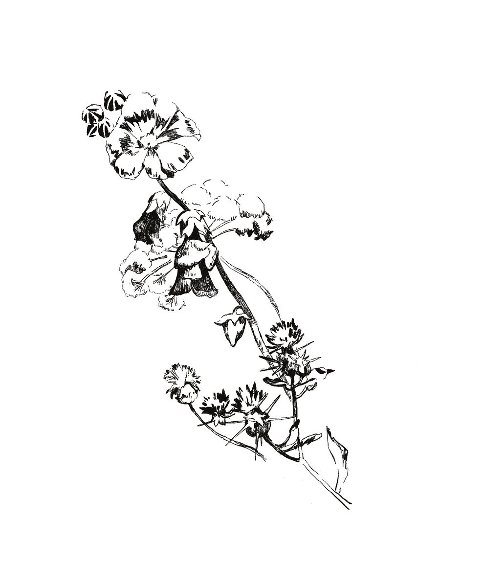 AdaOpium's tweet photo. https://t.co/3ZDmXTGe67
