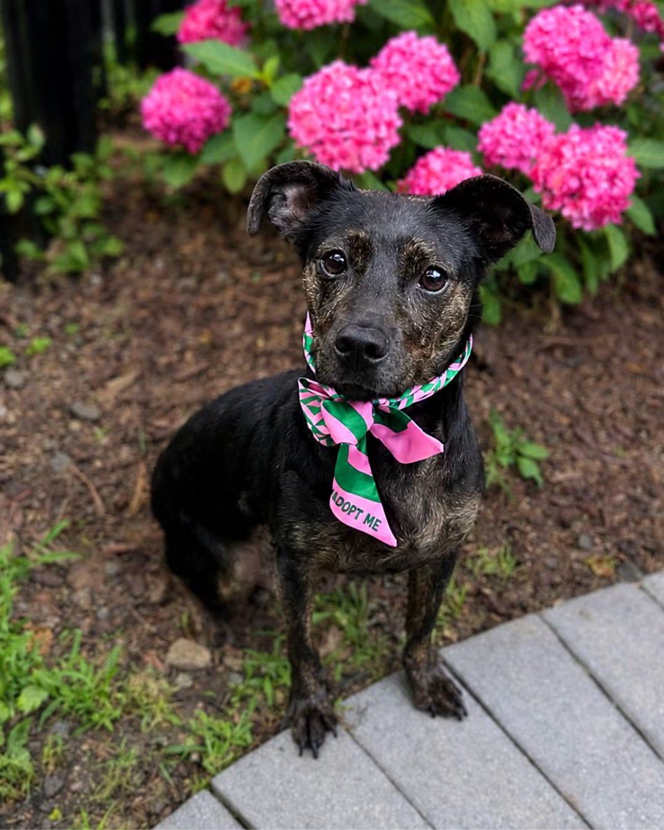 HoundsInPounds's tweet photo. ADOPT ME: Lulu Lavender

4 years old • 18 lbs • Fully vetted, spayed &amp; microchipped

Lulu Lavender is 18 pounds of pure sweetness. Her foster mom describes her best:

“She is such a sweet girl.”
👇 https://t.co/vbxkevVlsU