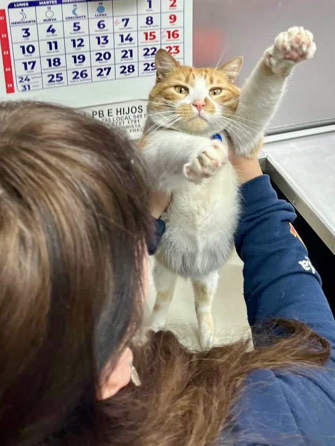 Bodegacats_'s tweet photo. https://t.co/aekz8cJPBu
