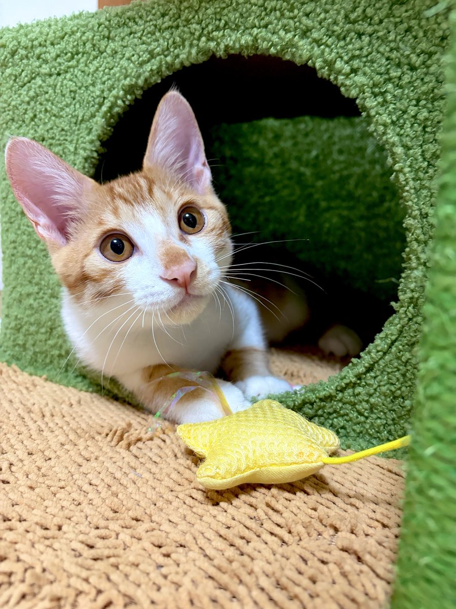 chairoi728's tweet photo. 早朝からスズメを観察しました🫡

#猫のいる暮らし https://t.co/7YdMfDiNpR
