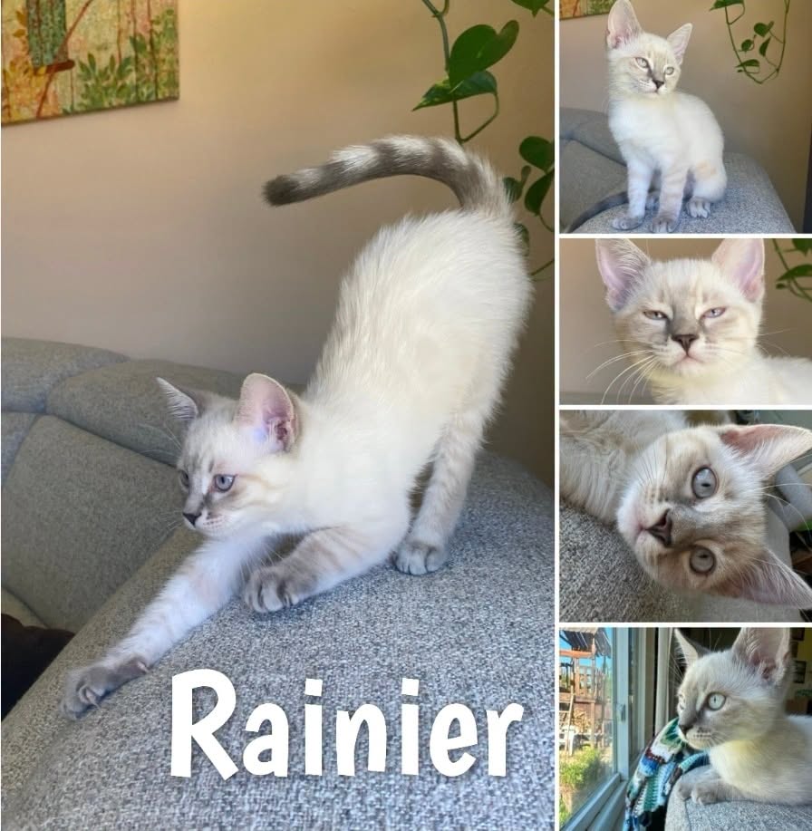 IBRescue's tweet photo. Rainier
Available 8/7 - PetSmart on Fairway #RosevilleCA
Female SH
4 months
Gets along with kids/ cats/should warm to respectful dogs
Diet: Purina one
Littermates: Shenandoah, Glacier, Denali, Zion
#AdoptDontBuy #adoptme #catadoptions https://t.co/F1xvND5ztb