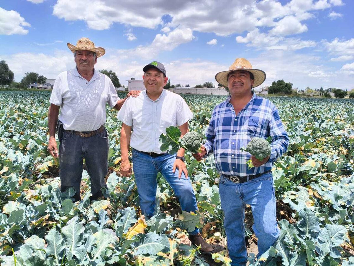 AgriculturaPue's tweet photo. Realizamos un recorrido por parcelas de apio en Tecali de Herrera, en coordinación con la FAO, para dar seguimiento al desarrollo del cultivo y brindar acompañamiento técnico en campo a las y los productores de la región. https://t.co/CPAGiEGh6R