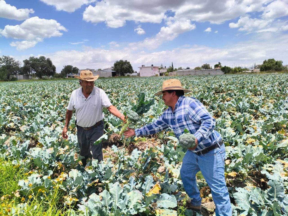 AgriculturaPue's tweet photo. Realizamos un recorrido por parcelas de apio en Tecali de Herrera, en coordinación con la FAO, para dar seguimiento al desarrollo del cultivo y brindar acompañamiento técnico en campo a las y los productores de la región. https://t.co/CPAGiEGh6R