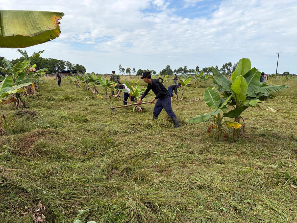 Ejercito_Div8's tweet photo. 🌱 En la vereda Gaviotas, municipio de Maní, #Casanare, soldados del Batallón de Infantería N.° 44 “Ramón Nonato Pérez”, en articulación con el @Ejercito_CAAID, realizaron labores de mantenimiento al cultivo de cacao, siembra de especies forestales y aplicación de bioinsumos, fortaleciendo un proyecto productivo que beneficiará a la comunidad educativa y promoverá la sostenibilidad ambiental y la seguridad alimentaria. 🇨🇴🌿

#CustodiosDelMedioAmbiente