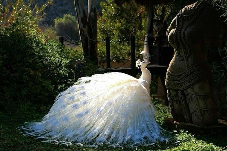 prtygal777's tweet photo. Peacock https://t.co/ol5CWWOHJ5
