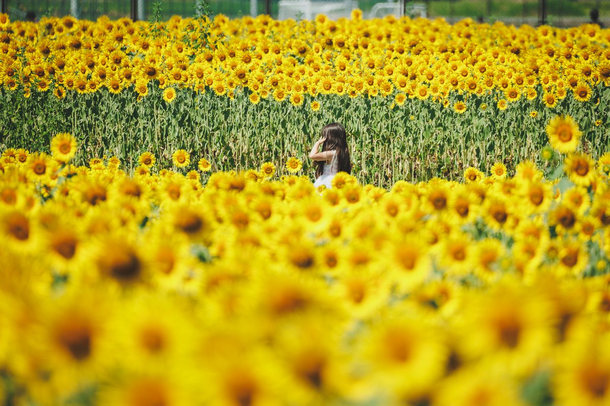keikei_2000's tweet photo. 太陽の花に囲まれて
　　　　　🌻ひまわり畑

新村ひまわり畑（松本大学前）は、見頃を迎えてます https://t.co/cyRiPrgVxl