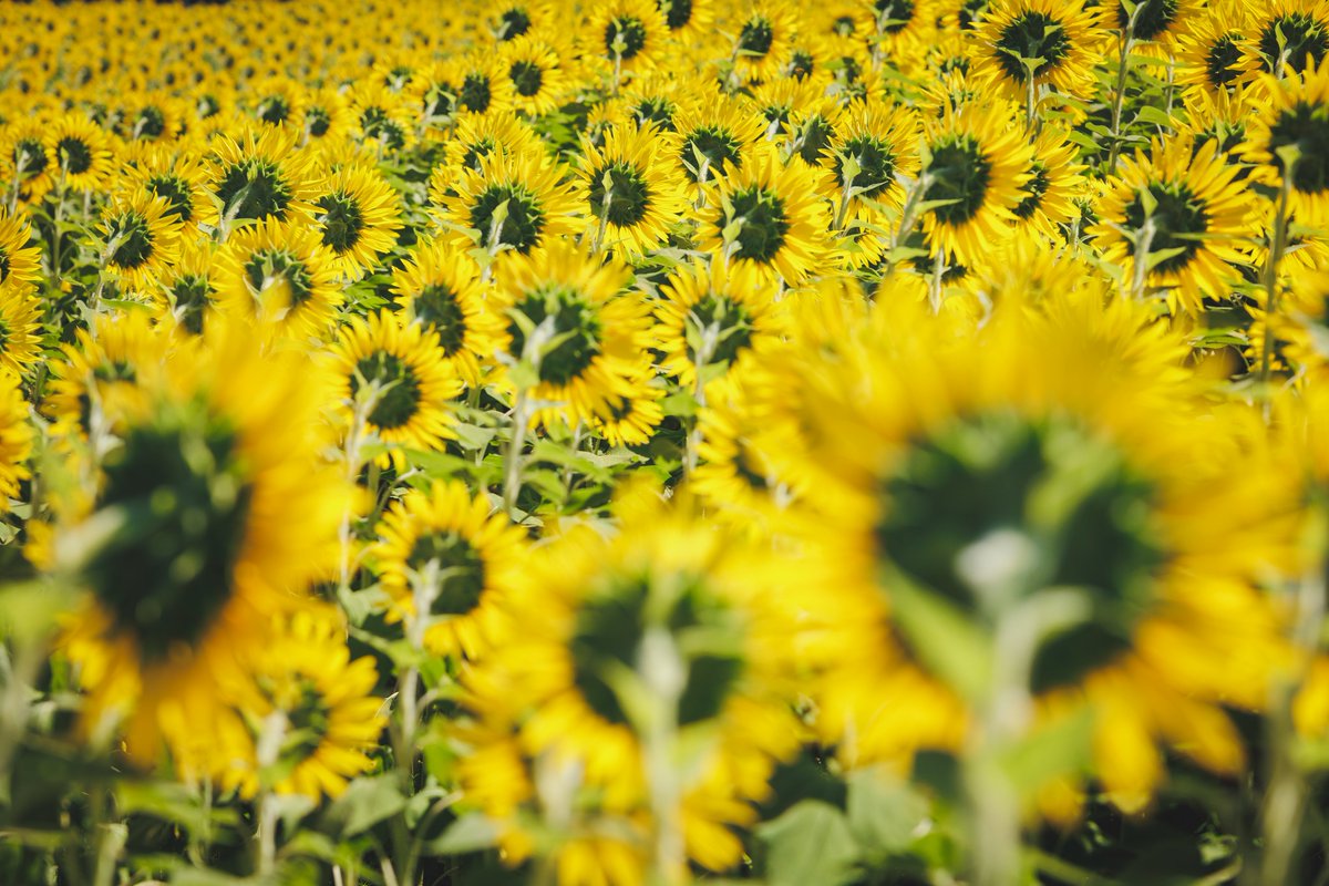 keikei_2000's tweet photo. 太陽の花に囲まれて
　　　　　🌻ひまわり畑

新村ひまわり畑（松本大学前）は、見頃を迎えてます https://t.co/cyRiPrgVxl