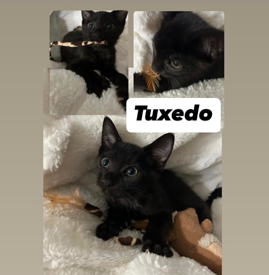 IBRescue's tweet photo. Tuxedo
Available 8/7- PetSmart on Fairway Drive #RosevilleCA
Male Black DSH
Gets along with cats, friendly dogs, kids
Diet: Purina One
#AdoptDontBuy #adoptme #catadoptions https://t.co/xPBUEK1sXA