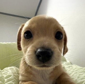 nailong155's tweet photo. Ive found the perfect dog to send - WEALTH

his name literally translates to Wealth and he looks like billy, he is a richer version of billy.

10 MILLION likes on douyin btw https://t.co/SBVjptJJUN