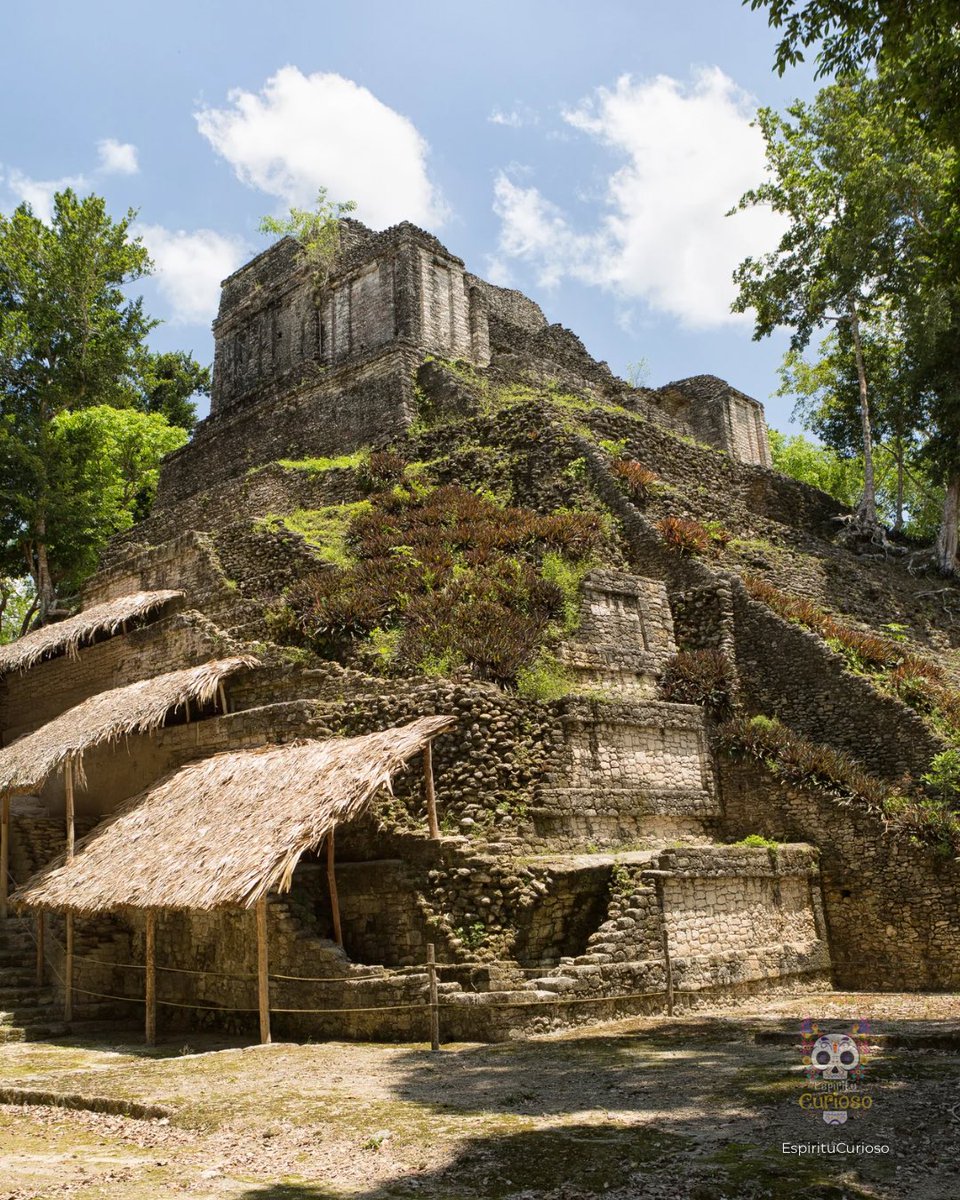 EspirituCurioso's tweet photo. ¿Sabías que una de las dinastías más poderosas del mundo maya tuvo su primera gran capital en Quintana Roo y muy pocas personas lo saben?

A poco más de 80 kilómetros de Chetumal, en plena selva, se encuentra Dzibanché, una ciudad maya que durante el periodo Clásico fue el primer gran centro de poder de la dinastía Kaanu’l, también conocida como la Dinastía de la Serpiente. Desde aquí comenzó la expansión de un linaje que llegó a dominar buena parte de las tierras bajas mayas, extendiendo su influencia por lo que hoy es México, Guatemala y Belice.

Lo que hace especial a Dzibanché no es solo el tamaño de sus edificios. Los arqueólogos han encontrado inscripciones jeroglíficas, cámaras funerarias y representaciones de gobernantes que han permitido reconstruir parte de la historia de esta poderosa dinastía. De hecho, aquí aparecieron algunas de las referencias más antiguas conocidas al emblema de los Kaanu’l, una pieza clave para entender la política del mundo maya.

El sitio ocupa más de 40 kilómetros cuadrados y está formado por varios conjuntos monumentales conectados por antiguos sacbés, los caminos blancos construidos por los mayas. Caminar entre sus estructuras rodeadas de selva hace fácil imaginar por qué esta ciudad llegó a convertirse en uno de los grandes centros de poder de su época.

Y aunque lugares como Chichén Itzá o Tulum reciben la mayor parte de los visitantes, Dzibanché sigue siendo uno de esos sitios donde todavía es posible recorrer la historia con mucha más tranquilidad y descubrir una cara distinta del patrimonio arqueológico de Quintana Roo.

Espíritu Curioso, ¿ya conocías Dzibanché o es uno de esos lugares que ahora agregarías a tu lista para visitar? 😀
