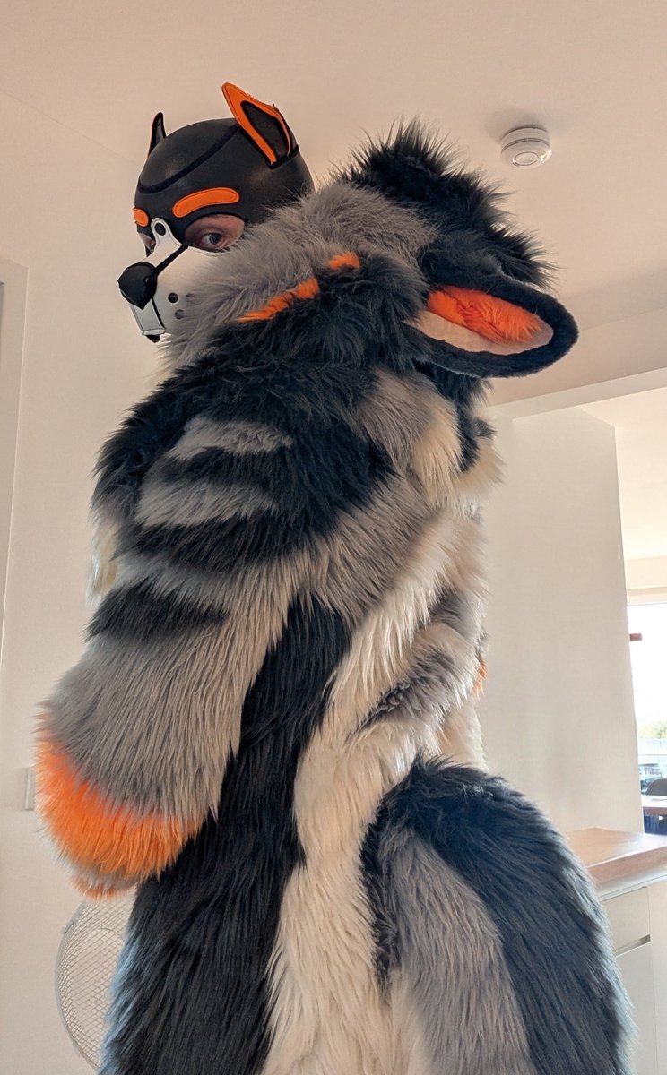 Arko_floof's tweet photo. IT'S SO FLUUUFFFYYYYY 🥰😍😍😂

Who wants cuddles? 🥰

#fursuit #furry #fursuiting #fursona #furryfandom https://t.co/CmqEu8nZoL