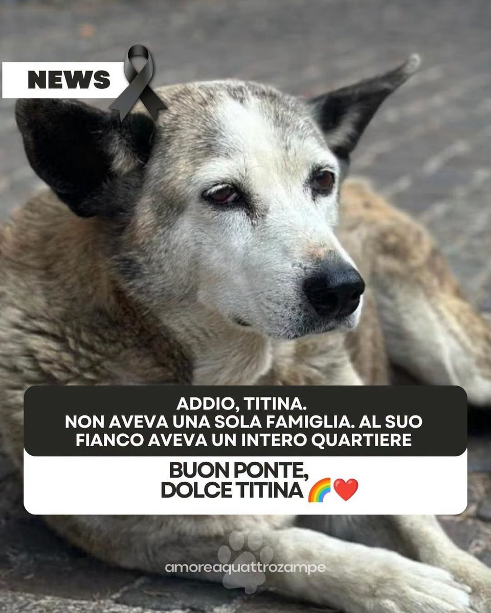 CuoreIschitano's tweet photo. 📌A Potenza, nel rione Sant’Anna, oggi manca una presenza che per anni aveva fatto parte della vita quotidiana di tantissime persone.
Titina se n’è andata.

Non aveva una casa nel senso tradizionale del termine. La sua casa erano quelle strade che conosceva una per una, ⬇️ https://t.co/zxtD95tDQz
