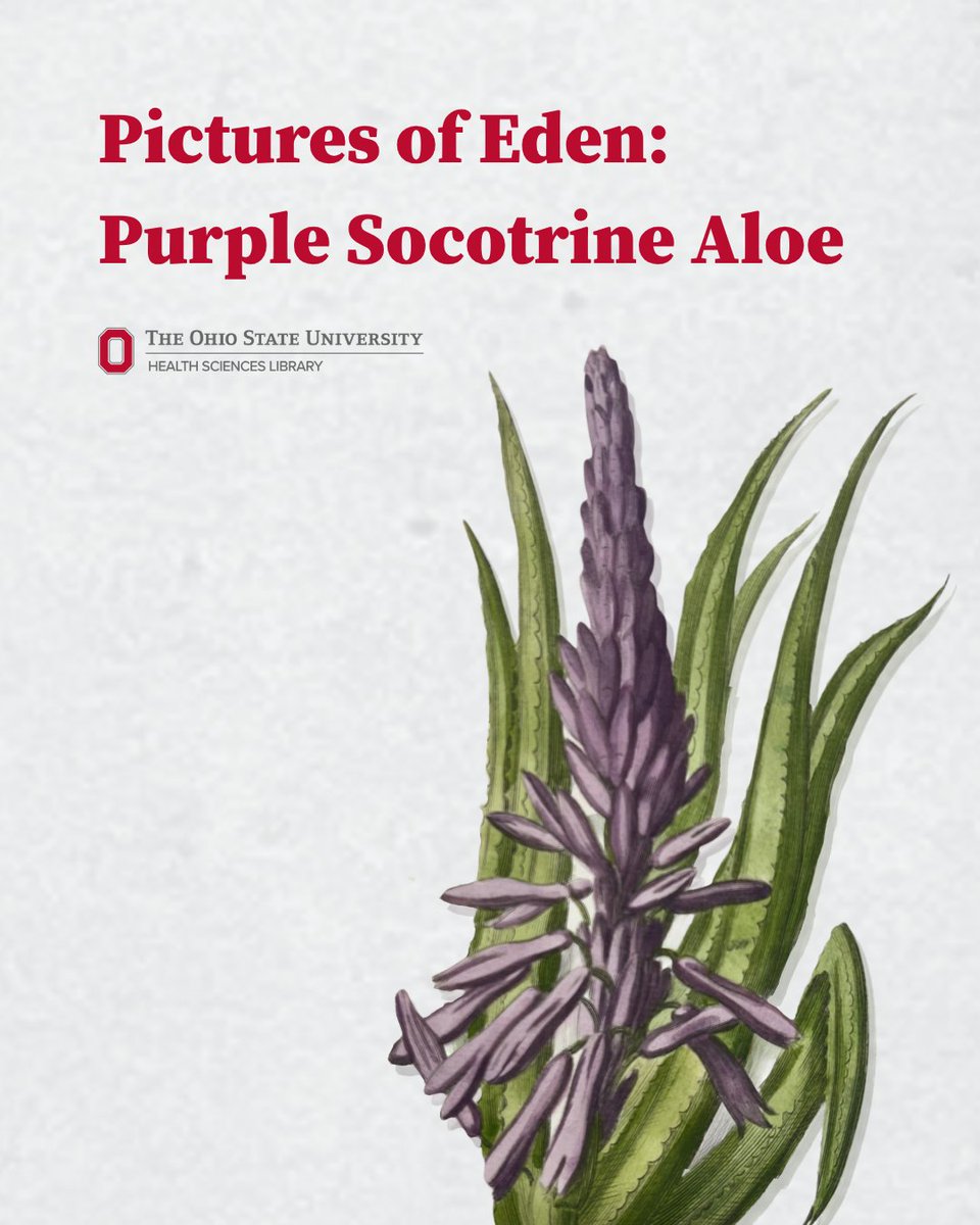 OSUhsl's tweet photo. ☀️🧴 Got a sunburn? The purple socotrine aloe, now known as Table Mountain aloe, has long been associated with soothing skin.

But there's a twist.

Its sap can stain your skin purple! 💜🫣

Would you use it anyway?

#OSUHSL#MedicalHistory #MHC https://t.co/VyzAQJueqm