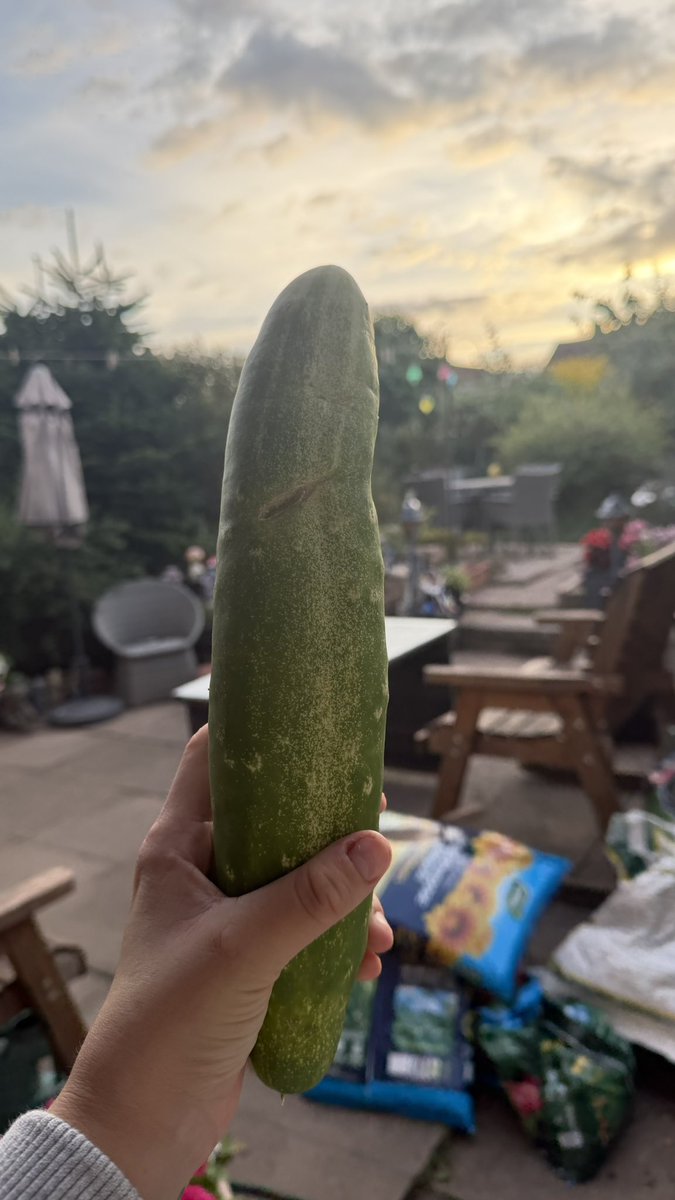 lilsaddiary's tweet photo. why is the cucumber my grandads growing green kinda…🤭 https://t.co/VdXxM02yJh