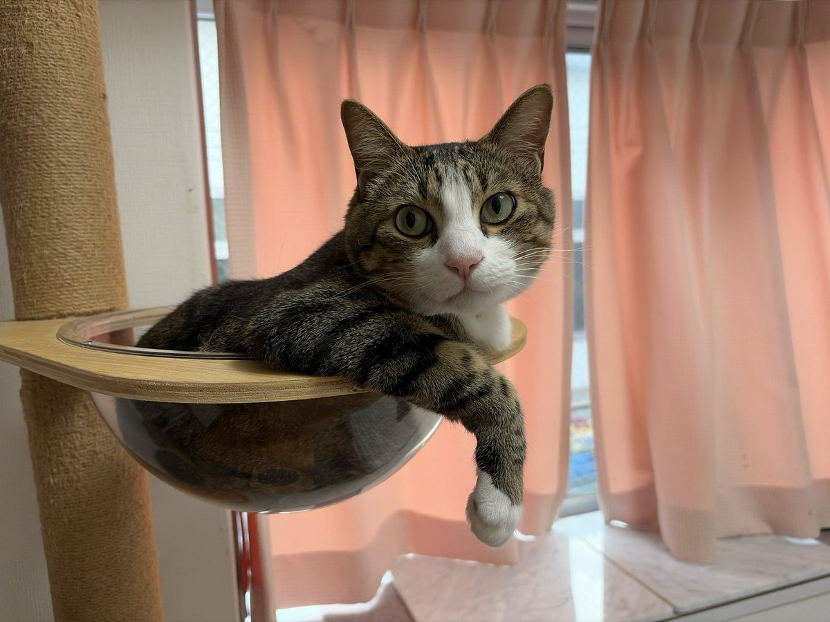 LoveCatsWerKl's tweet photo. このシッポは、、、?
こはく
「まき姉さんやな」
ちまき
「偉そうにすな!^ ^」
#そら #sora #寺眠子屋 #ひかる #hikaru #保護猫カフェ #maron #ちまき #chimaki #こはく #kohaku https://t.co/Z9kc1awCQA