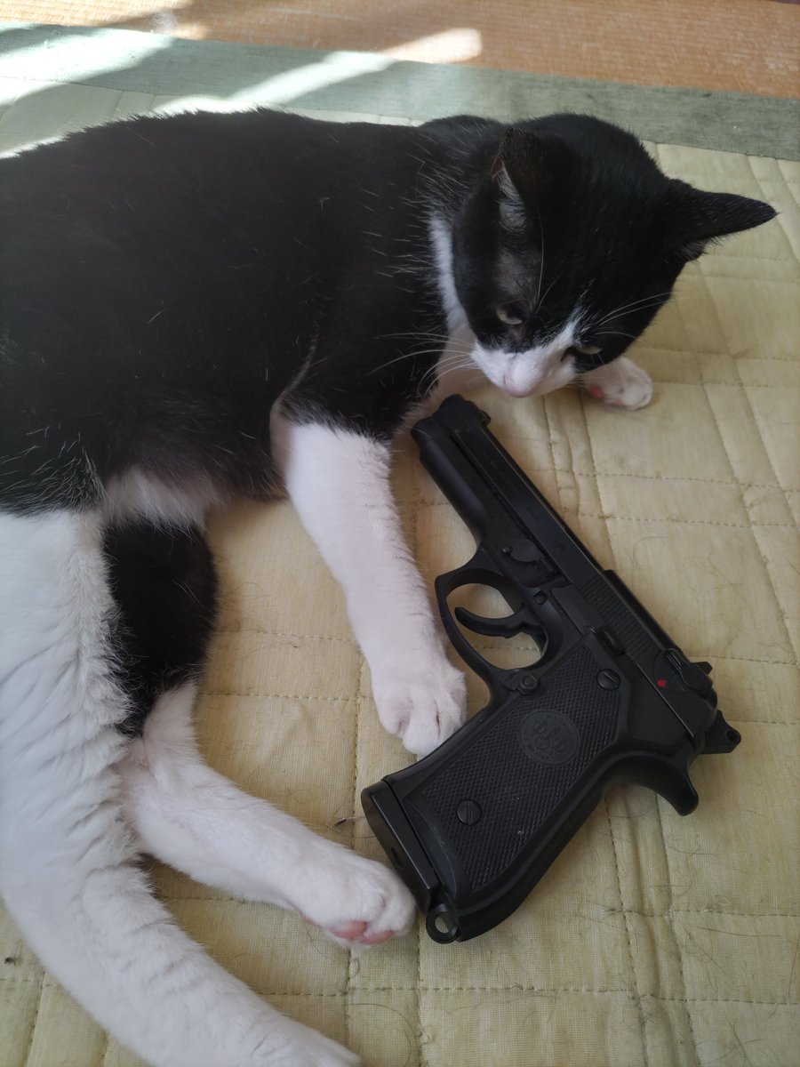 37bo3's tweet photo. スナイパー😺

雀レストランに黒い奴🐦‍⬛が！！！

威嚇射撃じゃ！！←狙っても当たらないし🤣 https://t.co/P8GySlVvB7