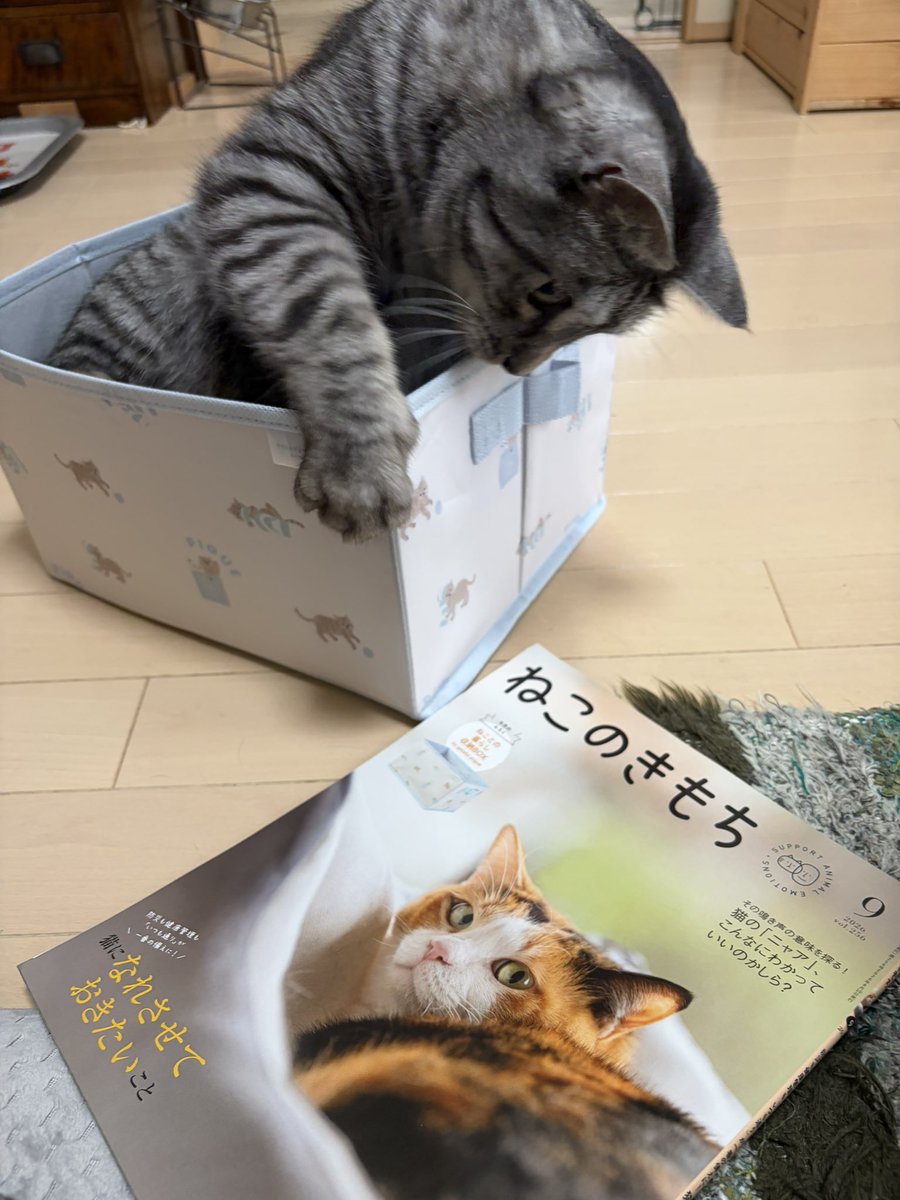 su91115301's tweet photo. 今日はお休み✨
病院だの歯医者だの予定はあるけど、
朝はゆっくりなのでユキさんとまったり〜☺️

ねこのきもち付録にすかさず入るユキさん。
チェックに余念がありませんなぁ😆

#inunekome 
#ねこのきもち https://t.co/raGZ5ijUjx