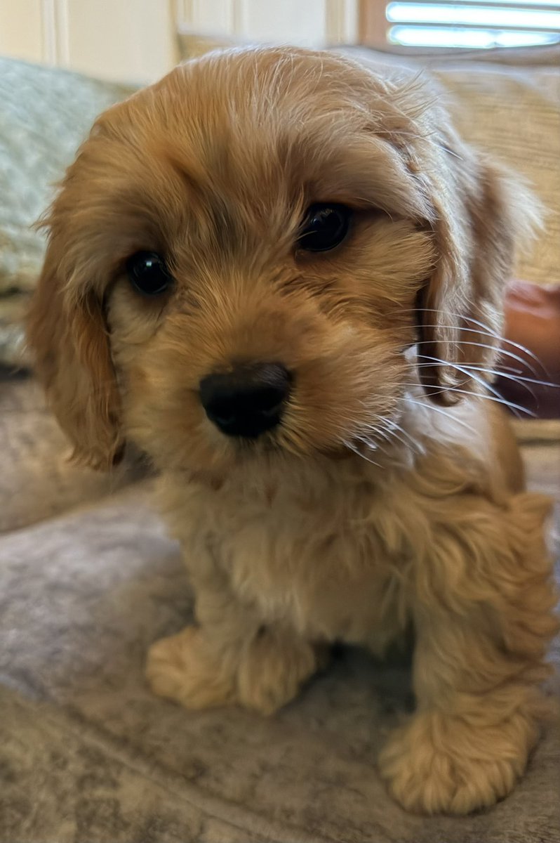 truegravity's tweet photo. Our wee puppy is due her first haircut. Big difference in 8 weeks. https://t.co/BBJr6cLnU2