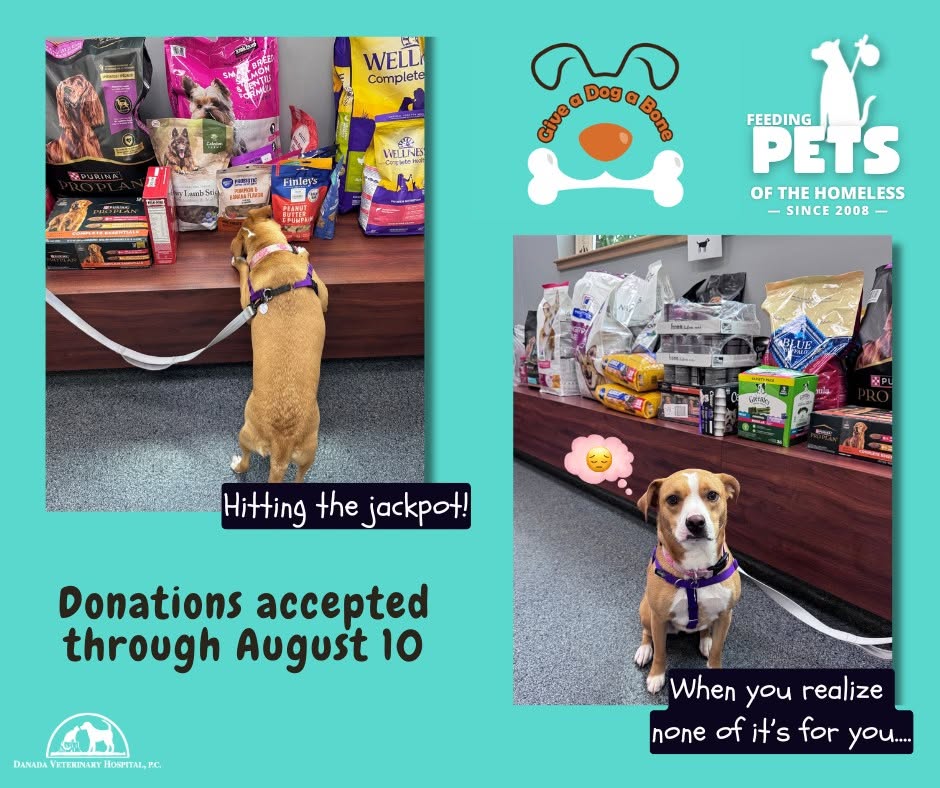 PetsofHomeless's tweet photo. Give a Dog a Bone Week is in full swing!

Donation sites and pet food drive participants are already seeing incredible generosity from their communities. These donations will help care for pets belonging to people experiencing homelessness.

Learn more: https://t.co/iBaqd6Jp1X https://t.co/R4IIpG1JEv