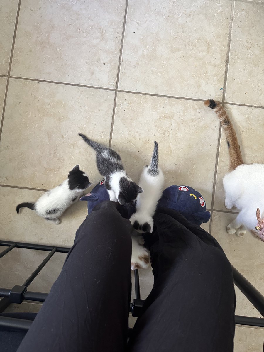heterohobic's tweet photo. he was so tiny :( https://t.co/qqk9Mao0RK