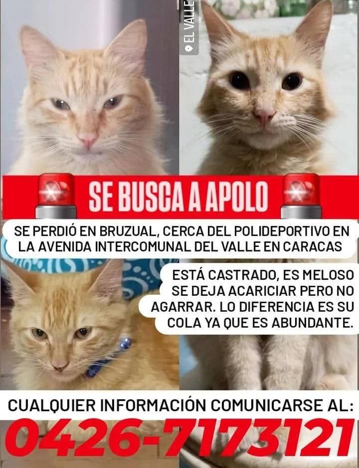 A64029345's tweet photo. Se busca apolo que bello https://t.co/b7VcYO8Nbl