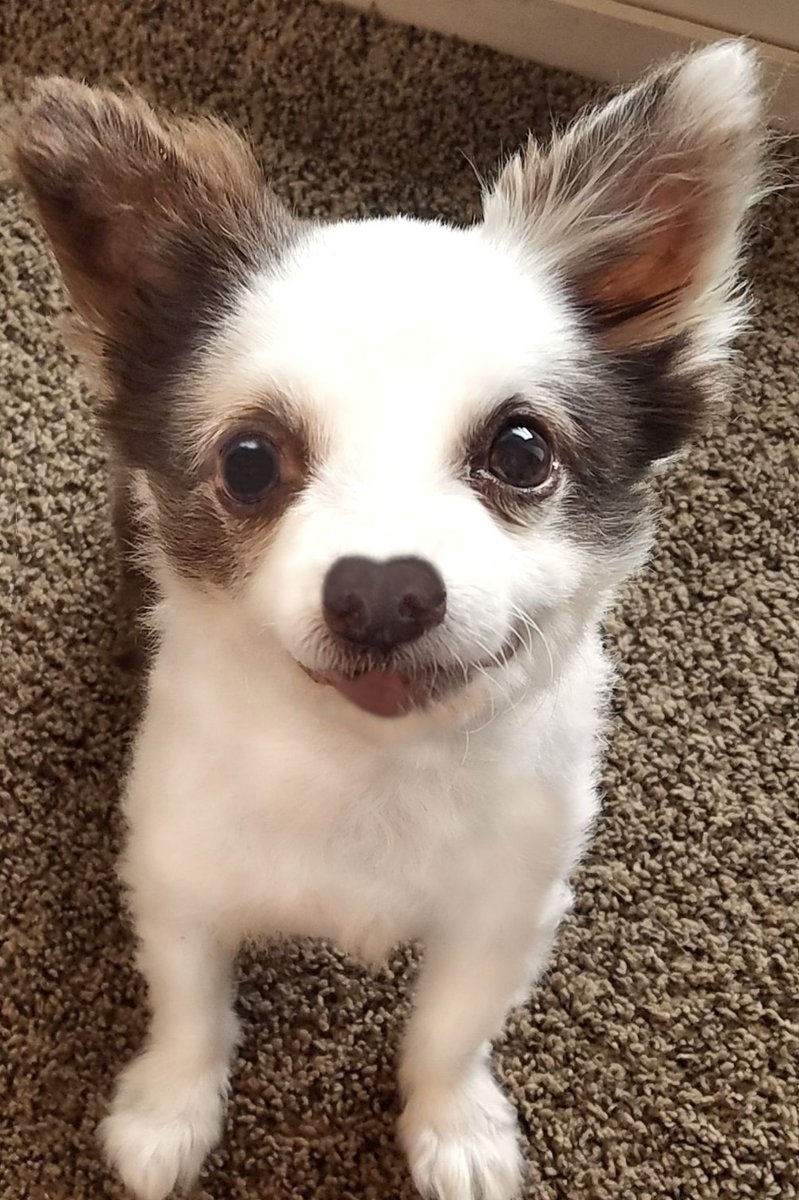 CharliePawsUp's tweet photo. Mama needs to get my Medicines + Oxygen for dis month!☺️
I was so sicky in July she got my Oxygen tanks 4 times!😳
Fankfully🙏we jus need 1 order of Oxygen now!
Turkey Sammiches, Paypal🎁, or Orders supa helpful if yoo able!💕 (Links in Profile)
❤️🐶
RETWEET🙏
#dogsofX #ZSHQ https://t.co/7yAHc1c3yv