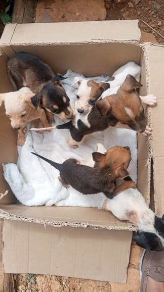A64029345's tweet photo. fueron rescatados hoy en la mañana son 6 cachorritos ya está aquí en la casa conmigo tiene muchos piojos y garrapatas por favor si me puede apoyar con ALIMENTO 04127534157 GUARENAS C/TERCEROS SOLO DIFUNDO https://t.co/VGMpmOnByX