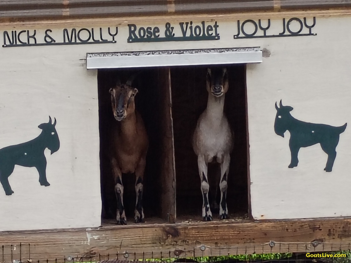GoatsLive tweet picture
