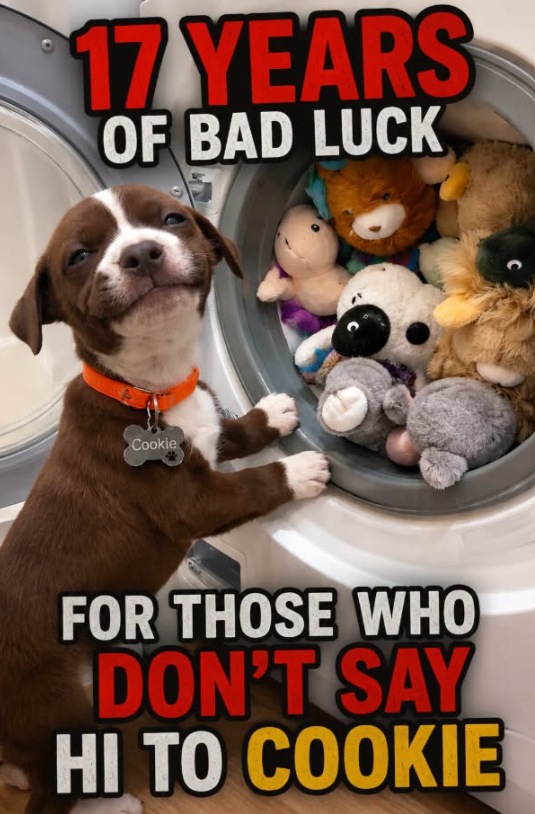BestinDogs's tweet photo. 😊 https://t.co/CLuo3L4icj