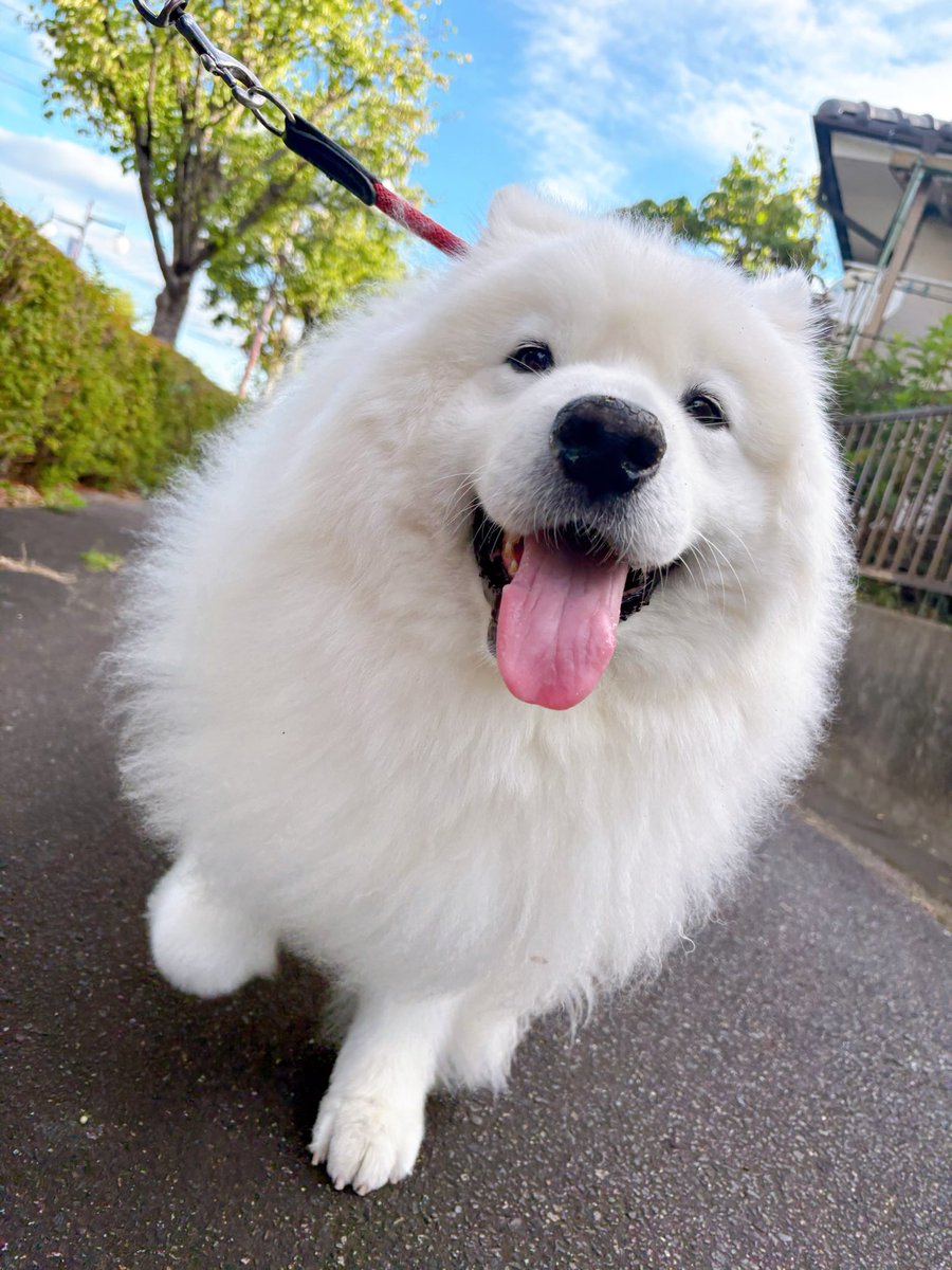 samoyedsunny's tweet photo. おはようございもふもふ💭 https://t.co/psnlyrlOnm