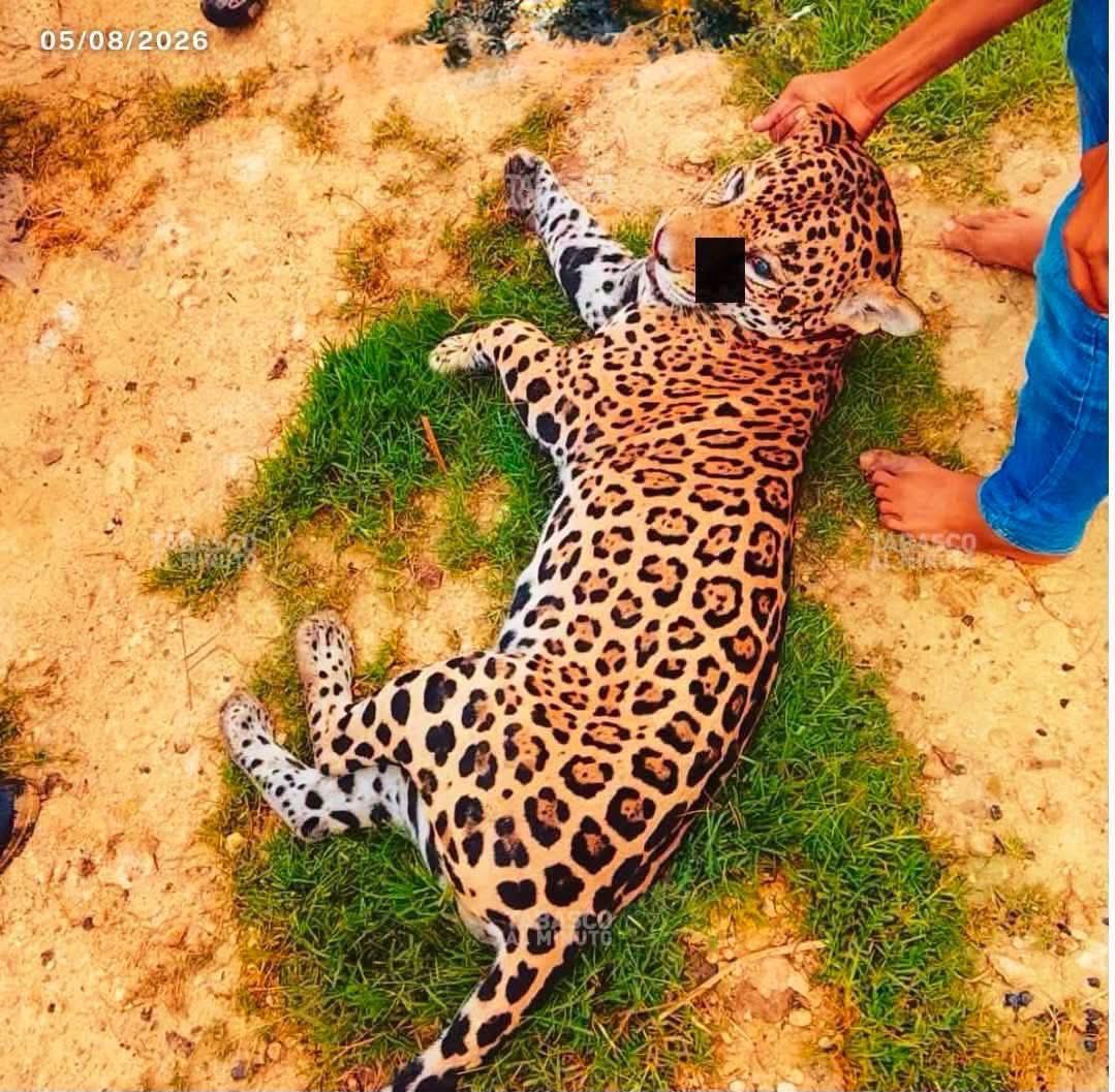 MiniIveth's tweet photo. 🐆MATAN A JAGUAR A BALAZOS 🇲🇽 Ocurrió en su propio hogar en la Reserva de la Biosfera Pantanos de Centla, un área protegida que forma parte del hábitat natural e histórico de estos grandes felinos. El jaguar no invadió espacio humano; estaba en su territorio. #Tabasco 🧵👇🏻 https://t.co/IU5LRnqoDR