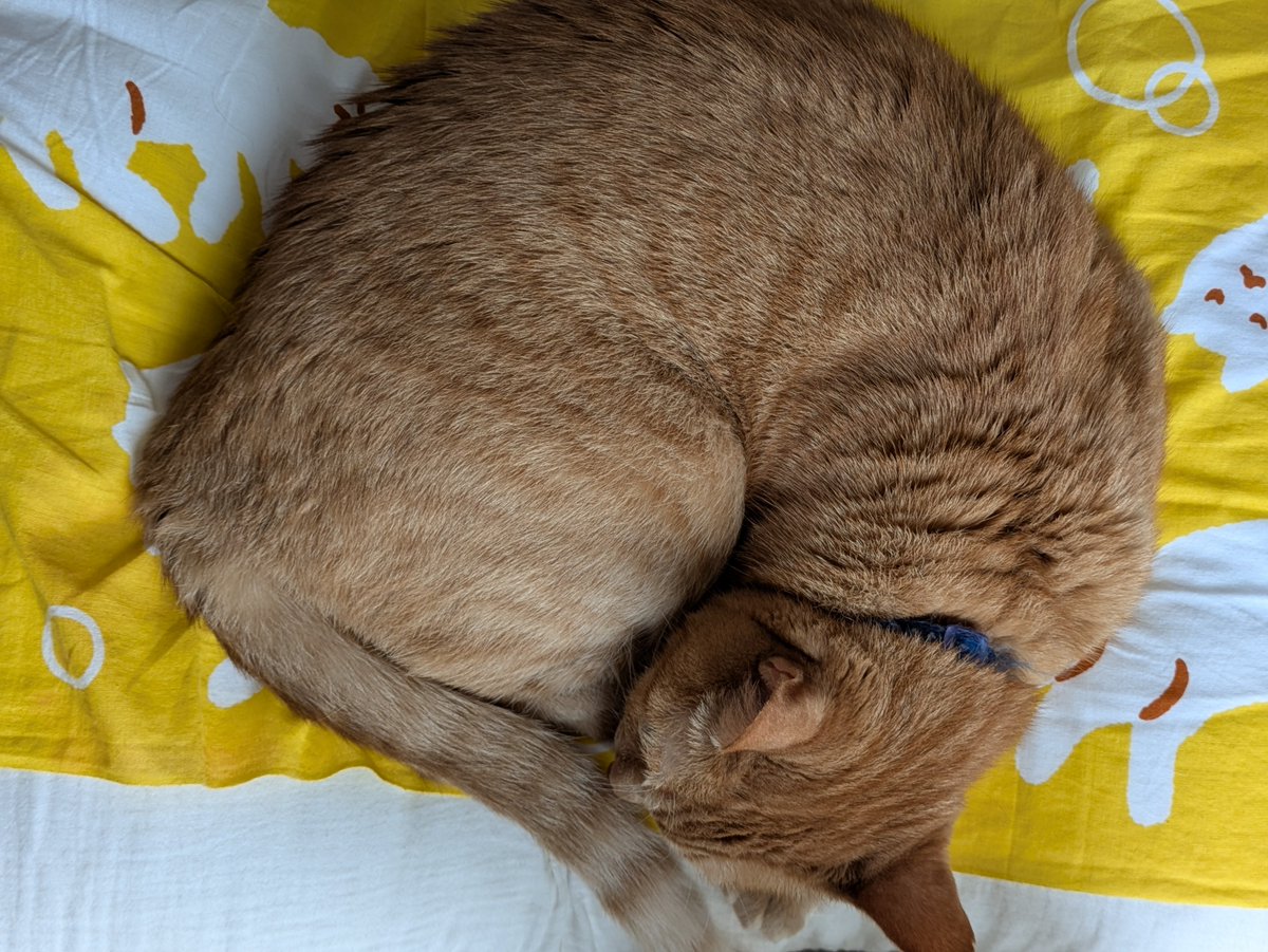 fuwahiro's tweet photo. おはようございます
ニャンモナイトツナさん
#茶トラ猫 https://t.co/tymB0Gw155