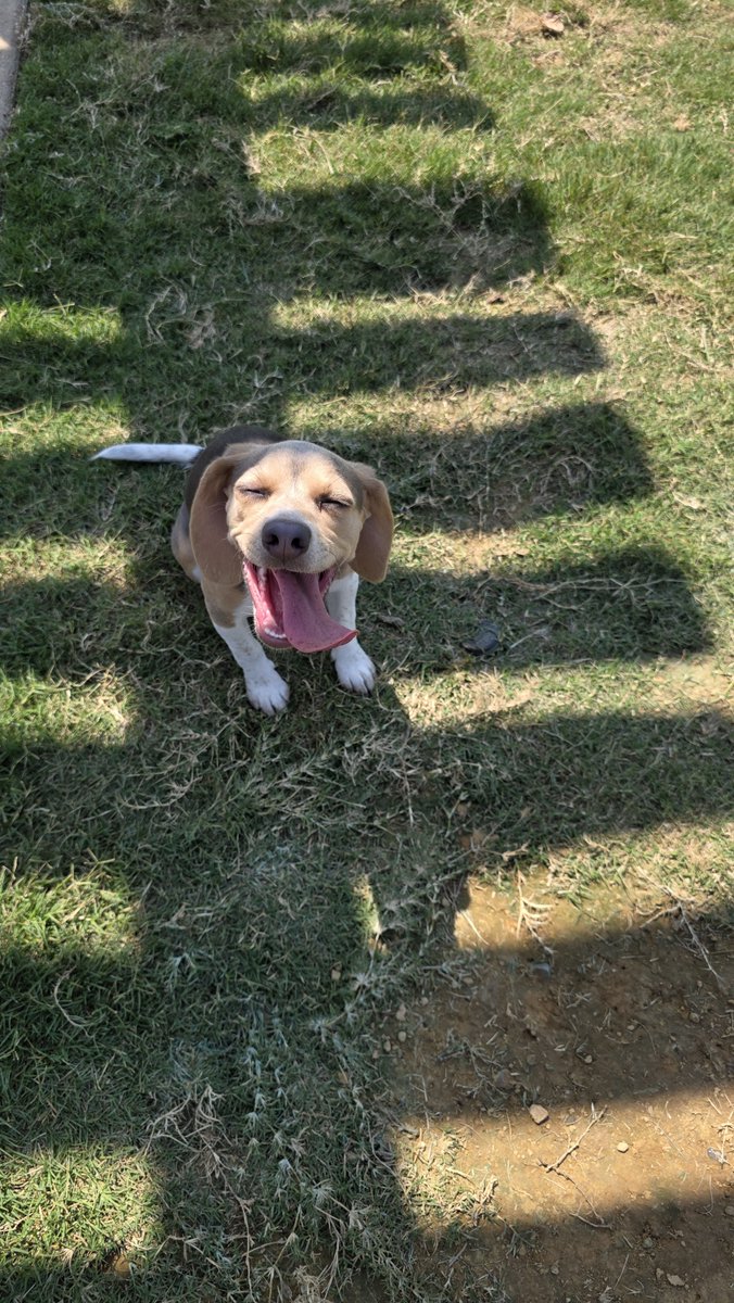 bluethebeagle99's tweet photo. @beaglefacts @LMaizee ☀️☀️☀️❤️❤️❤️👋🏻👋🏻👋🏻 https://t.co/AazysiASfs