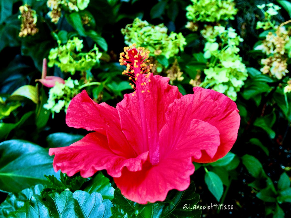 Lancelot9719208's tweet photo. おはようございます😊
本日は赤色のハイビスカス🌺の花写真をお裾分け致しますね❤️📷
やっとハイビスカス🌺の花を見つける事ができました🙌
花言葉は「繊細な美しさ」「勇敢」「新しい恋」との事🧐
皆様が今日も穏やかな1日を過ごせますように🙏🍀
#ハイビスカス #TLを花でいっぱいにしよう https://t.co/vImaBPazyp