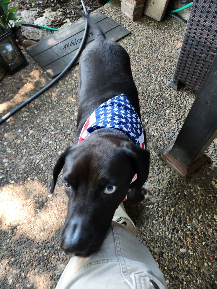 OneAboveAll3015's tweet photo. Poast doggo https://t.co/saaFuGvYLb