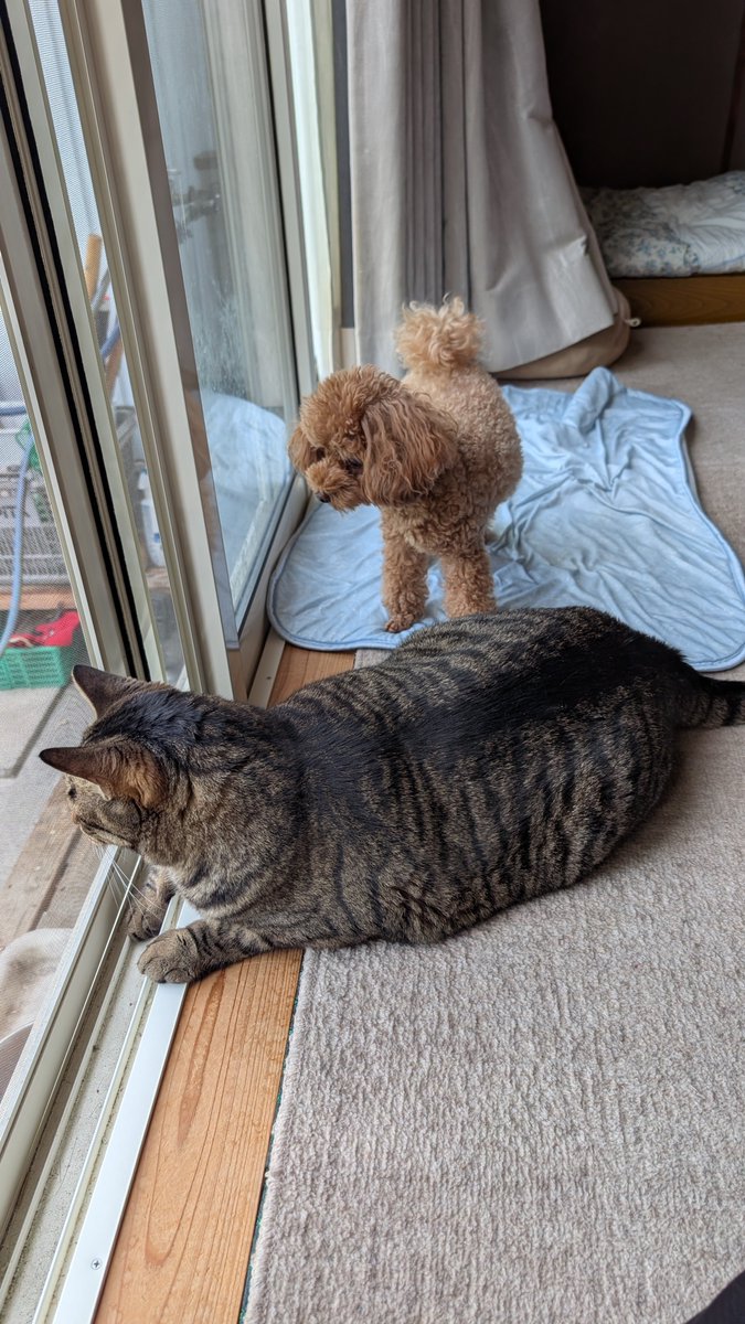 Junya_Barber's tweet photo. おはようございます
8月7日 金曜日
今日のワンニャンコ🐩🐈️

#トイプードル 
#キジトラ 
#猫犬多頭飼い 
#犬猫多頭飼い https://t.co/5Wu1uPC2zh