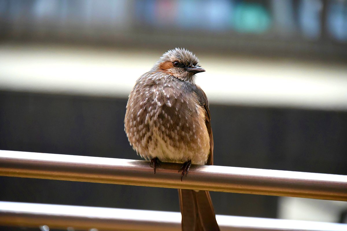 19340708's tweet photo. おはようございます
今日もよろしくお願いします

ヒヨドリ https://t.co/h5mAqQJHhN