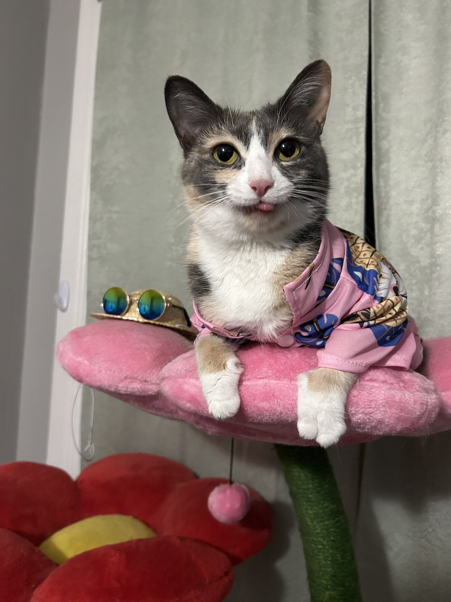 oreoeocat's tweet photo. She has that drip on once again https://t.co/T0Kcj2rZaC