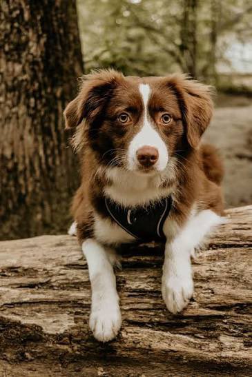 ThrillaRilla369's tweet photo. Never trust a person who doesn’t like dogs.
But always trust a dog that doesn’t like a person​​​​​​​​​​​​​​​​​​​​​​​​​​​​​​​​​​​​​​​​​​​​​​​​​​. 🐶 https://t.co/V6o4RZhyGi
