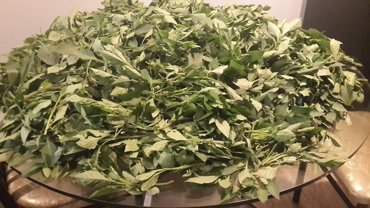 BuildingAfter50's tweet photo. Harvesting season.

Seasons gone with many lessons, a sign that I can grow lots of Manages on a 10 by 20-goot garden.

What's the smallest land you've ever grown good? https://t.co/MKXeQuLMua